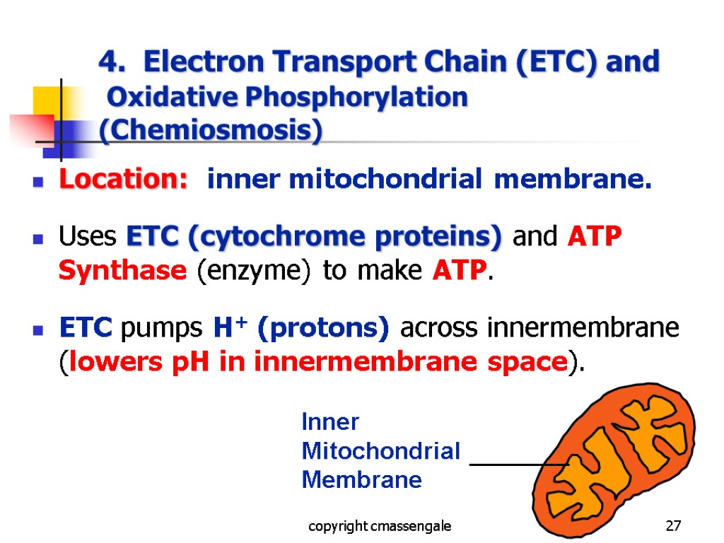 27 4. Electron Transport Chain (ETC) and Oxidative Phosphorylation (Chemiosmosis) Location: inner mitochondrial membrane.